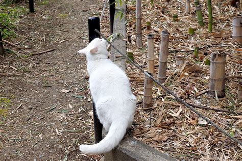 2月22日は“猫の日”♪ 京都の猫にまつわる社寺＋ミュージアム｜そうだ 京都、行こう。