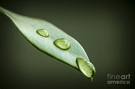 Water drops on green leaf Photograph by Elena Elisseeva - Pixels