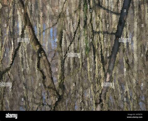 Reflection Of Tree Trunks In A Lake As An Impressionist Painting Stock