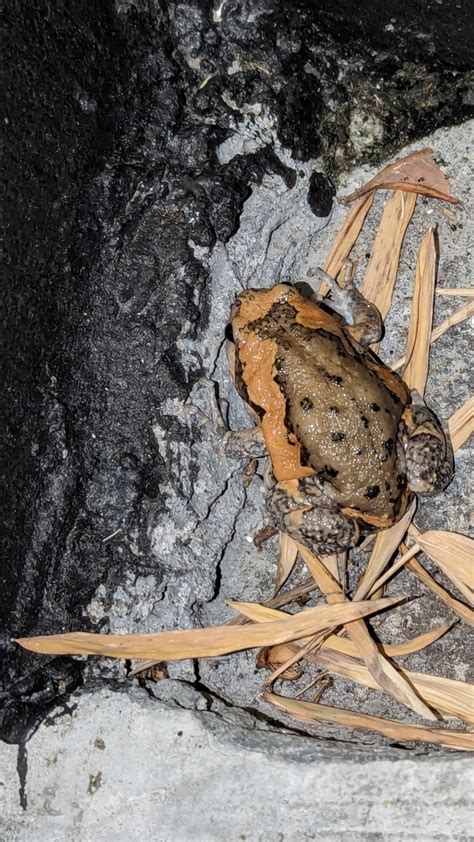 Asian Painted Frog From G Rc X Bo Put Ko Samui District Surat