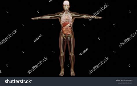 106 Real Human Internal Body Parts Images, Stock Photos & Vectors ...