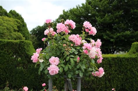 Premium Photo | Hybrid-tea-rose bouquet in a garden under the sunlight with a blurry background