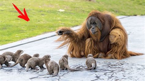 Orangutani Su Umirali Od USAMLJENOSTI A Onda Su Se Pojavile VIDRE