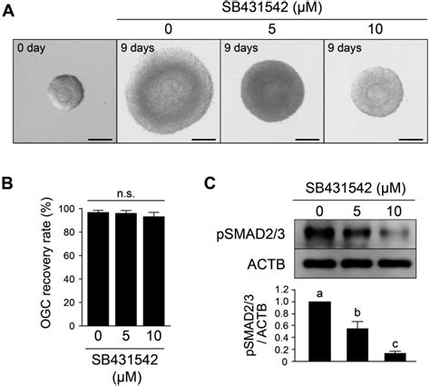 effect  acvrbtgfbracvrc signaling inhibition  oocyte