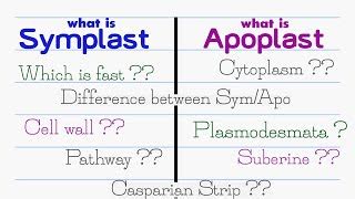 Symplast and Apoplast pathway || Easiest way to learn |... | Doovi