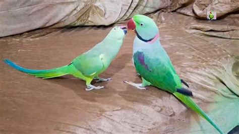 Raw Talking Parrot And Female Ringneck Talking Parrot Having Fun With Each Other Talking