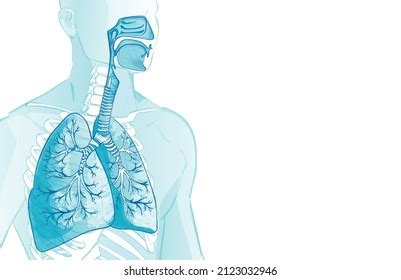 Hoja De Trabajo En Blanco Del Sistema Respiratorio