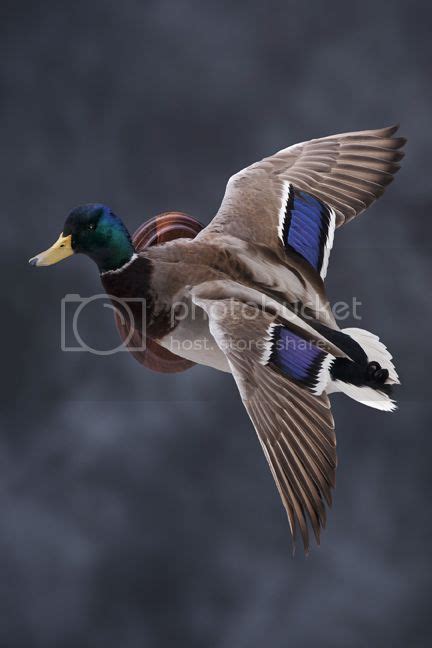 Finally added a mallard | Duck Hunting Forum