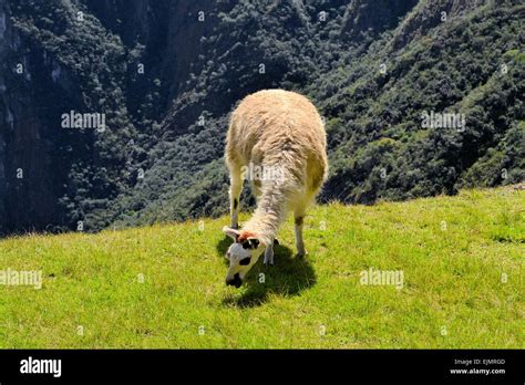 Llama in the Peruvian Andes mountains Stock Photo - Alamy