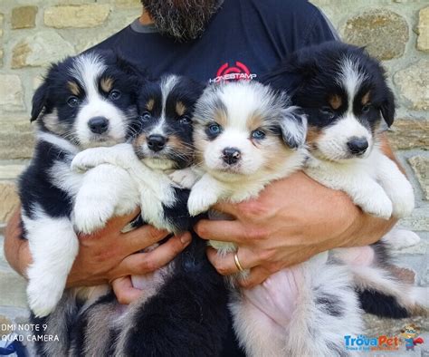 Cuccioli Di Australian Shepherd In Vendita A Quincinetto To