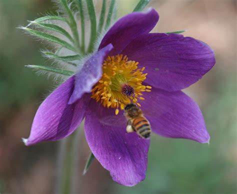 South Dakota State Flower Pasque Flower