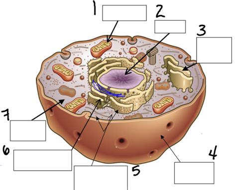 Biology Eukaryotic Cell Labeling Animal Diagram Quizlet