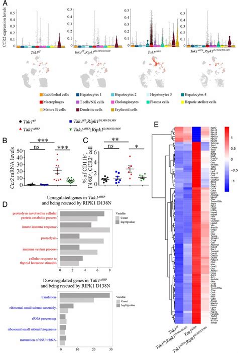 Hepatocyte Specific Tak1 Deficiency Drives Ripk1 Kinase Dependent