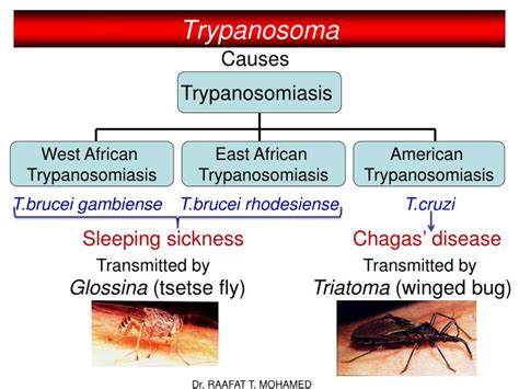 Ppt Trypanosoma Powerpoint Presentation Id3708960