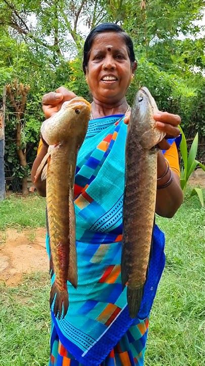viral meen snakehead murrel fish fry shorts fish fry murrelfish
