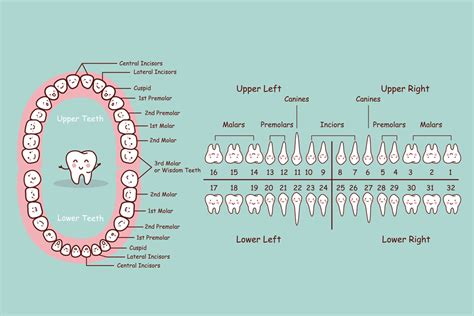 Human Teeth Numbers Diagram