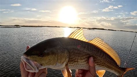 Louisiana Catch And Cook Gulf Coast Redfish Landed Fishing