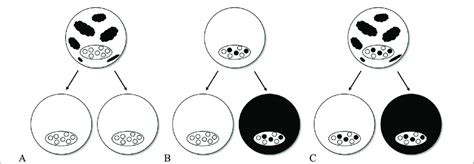 Genetic Mosaicism Gender