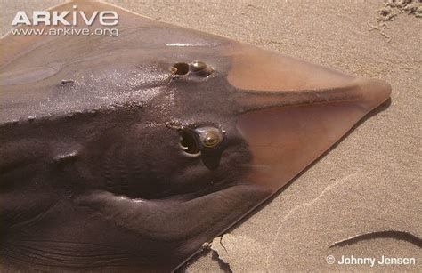 Common guitarfish - Alchetron, The Free Social Encyclopedia