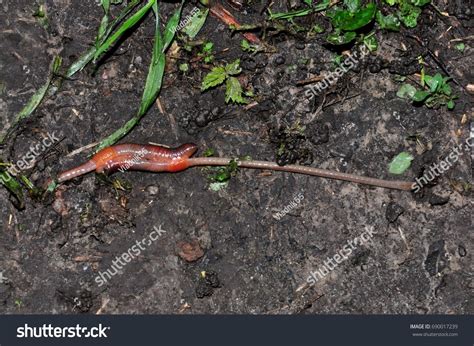 197 Earthworm reproduction 图片、库存照片和矢量图 | Shutterstock