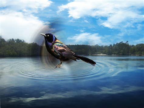 Photoshop For Everyone: Fly Free Bird: a photo-manip i did