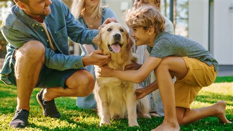 Une Taxe Sur Les Animaux De Compagnie Allez Vous Vraiment Devoir La