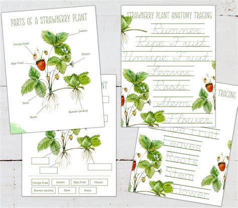 STRAWBERRY Anatomy Posters Labeling and Tracing Activities - Etsy Canada