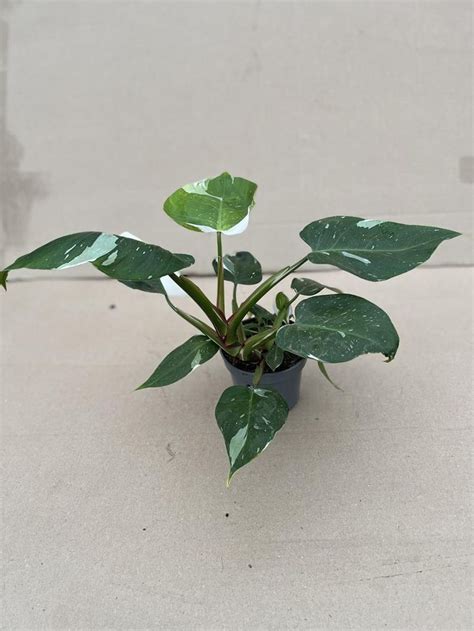 Philodendron White Princess Plant Wholesale Floraccess