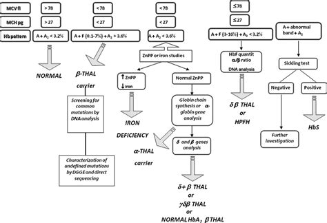 Beta Thalassemia Genetics In Medicine