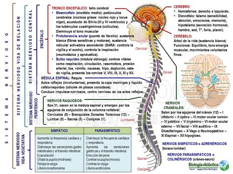 Sistema Nervioso Esquema