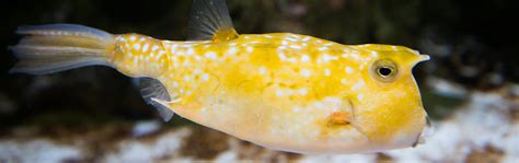 Longhorn Cowfish - Georgia Aquarium