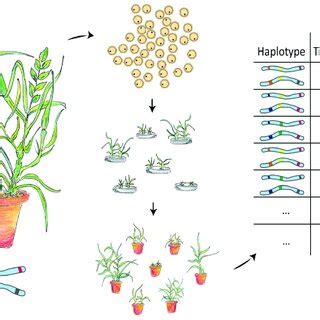 Schematic representation of a direct haplotype mapping strategy by DH ...