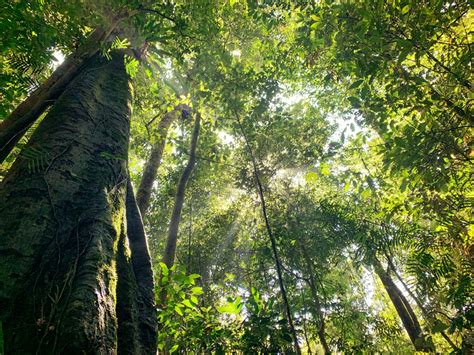 Rainforest Night Tour in Cairns: Nocturnal Wildlife Adventure