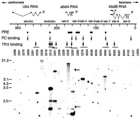 Localization Of The Trx Protein In The Bx C Top A Diagram Of The