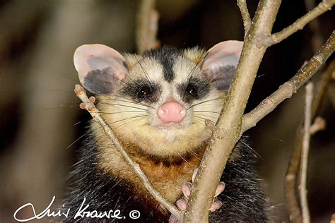 Comadreja Overa Didelphis Albiventris EcoRegistros