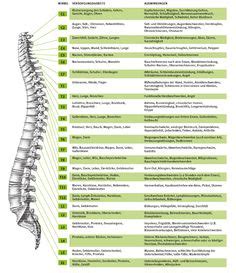 Anatomie