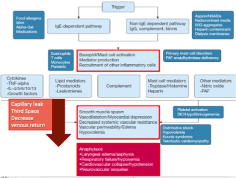 Anaphylaxis and Anaphylactic Shock Flashcards | Quizlet