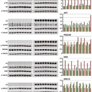 Western Blot Analysis Of Selected Spermatogonial Proteins From