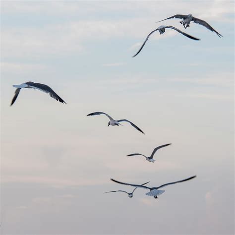 Flock of Seagulls Photograph by Anthony Towers - Pixels