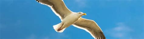 11 Surprising Seagull Facts About These Coastal Birds