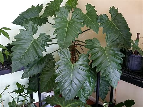 Philodendron Subincisum Giant Aroid Huge Leaves Climber Aka Wilson Wilsonii Philodendron