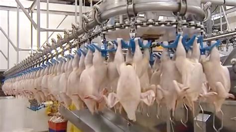 Chicken Farm Technology Poultry Layer Farming Project Report