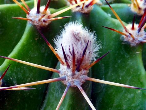 Fotos gratis naturaleza cactus fotografía hoja espiral flor