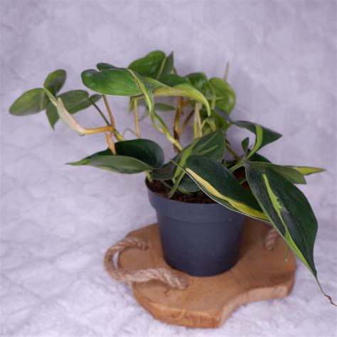 Filodendron Philodendron Scandens Brasil D 13cm Ceny I Opinie Ceneo Pl