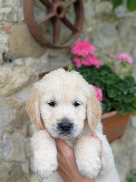 Cuccioli Di Cane Golden Retriever In Vendita Annuncio N