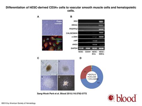 Efficient Differentiation Of Human Pluripotent Stem Cells Into