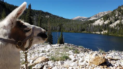 Yellowstone National Park Wilderness Ridge Trail Llamas