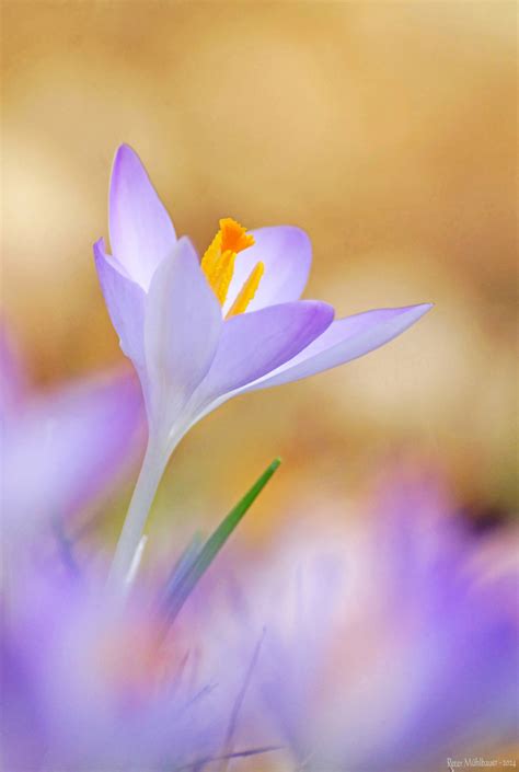 Lichtblick Krokusse Forum F R Naturfotografen