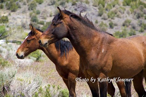 Wild Mustangs Horses Carson City, May 2015