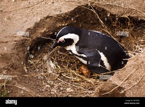 African Penguin Spheniscus Demersus Sits On Eggs In Nest In Mud Of The